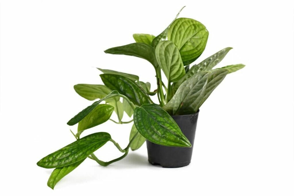 Comment prendre soin de la monstera du Pérou (Monstera Karstenianum) à la maison
