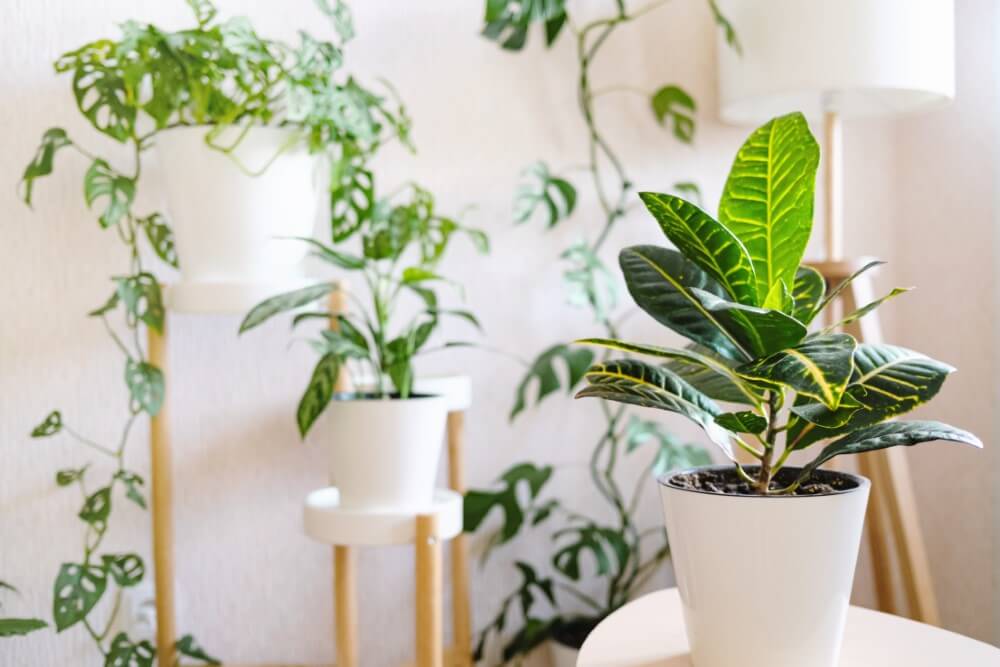 Le rôle de la lumière dans la santé et le développement des plantes
