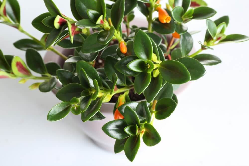 Plante poisson rouge (Columnea nematanthus)