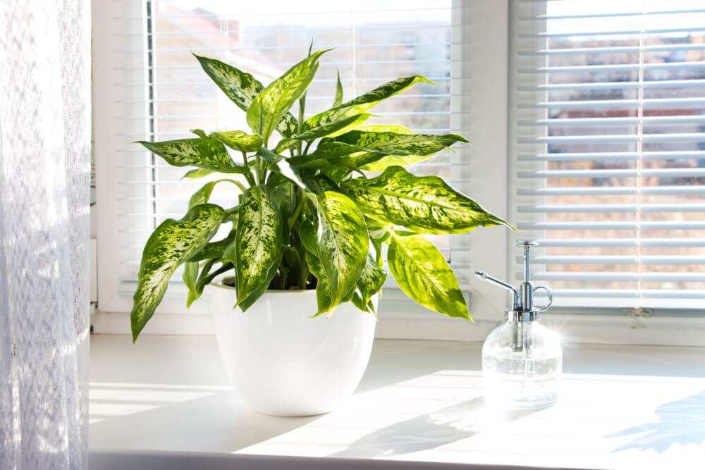 Canne muette (Dieffenbachia)