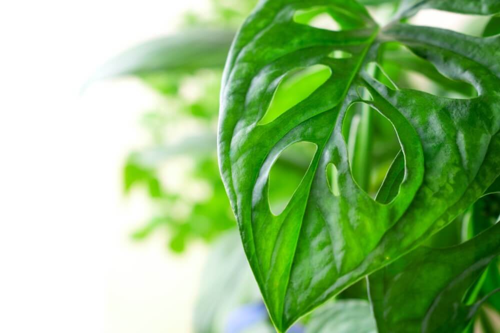 Plantes de monstres (Monstera)