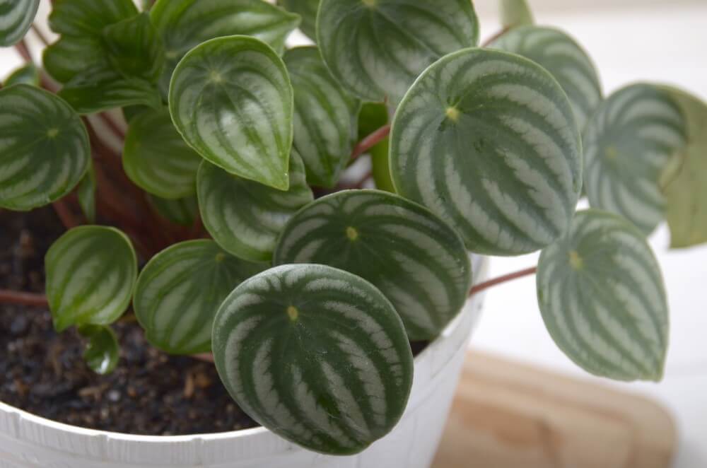 Peperomia melon d'eau (Peperomia argyreia)