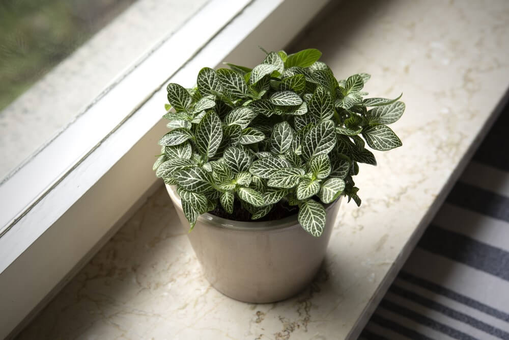 Plante nerveuse (Fittonia albivenis)