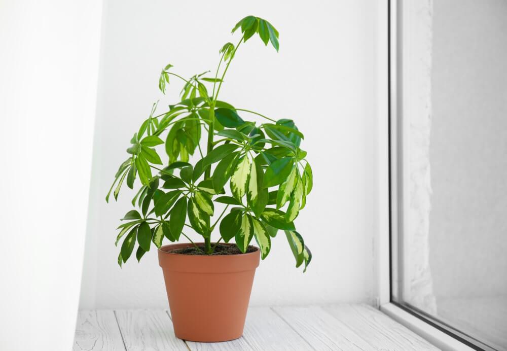 Schefflera (Schefflera)