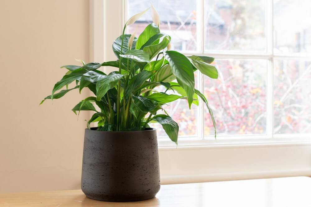 Lis de paix (Spathiphyllum)