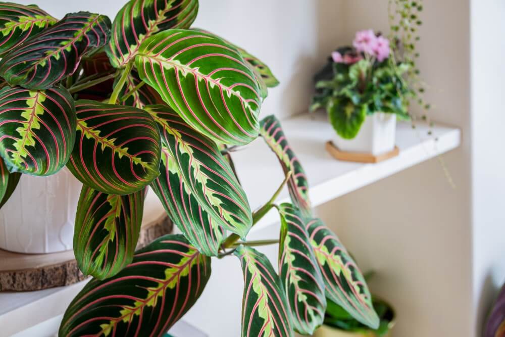 Plante de prière (Maranta leuconeura)