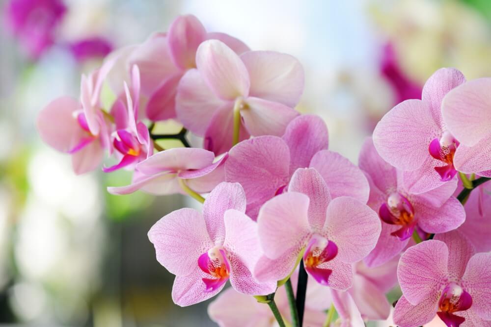 Orchidées (Orchidaceae)