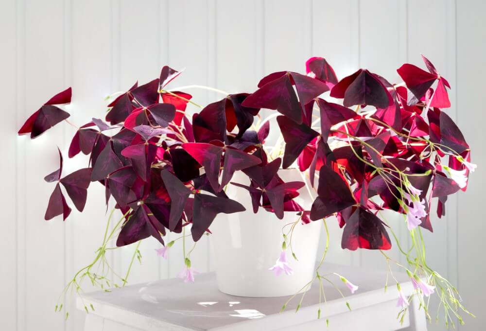 Faux trèfle (Oxalis triangularis)