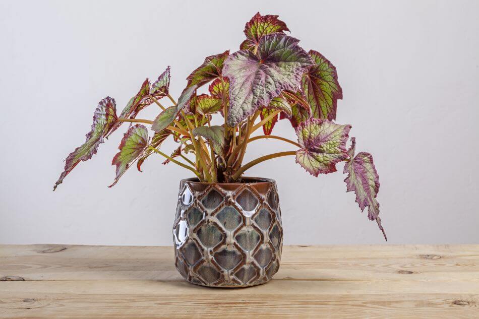 Comment cultiver des bégonias Rex à la maison (pour plantes d'intérieur)
