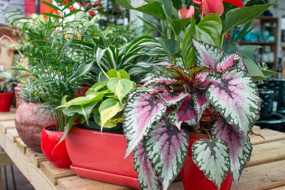 Comment prendre soin des bégonias Rex