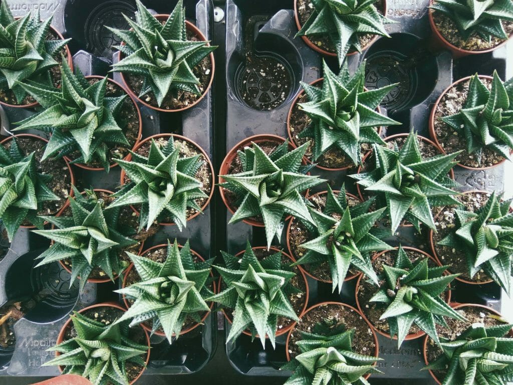 Plantes d'aloès Espèces et famille