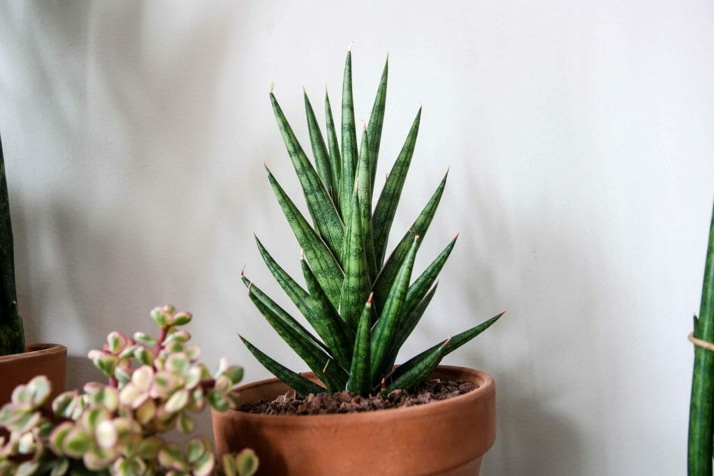 Utilisations médicinales des plantes d'aloe vera