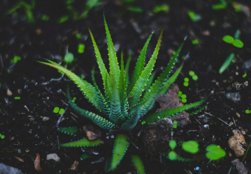 Comment planter de l'aloe vera à la maison