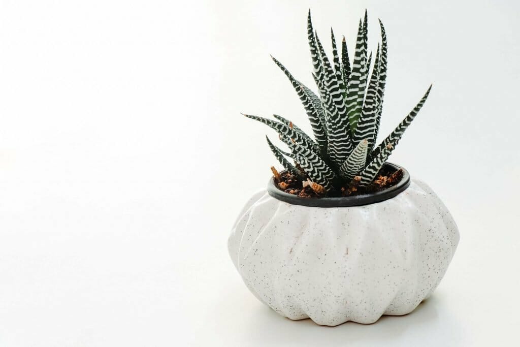 Signification et symbolisme de la plante Aloe Vera