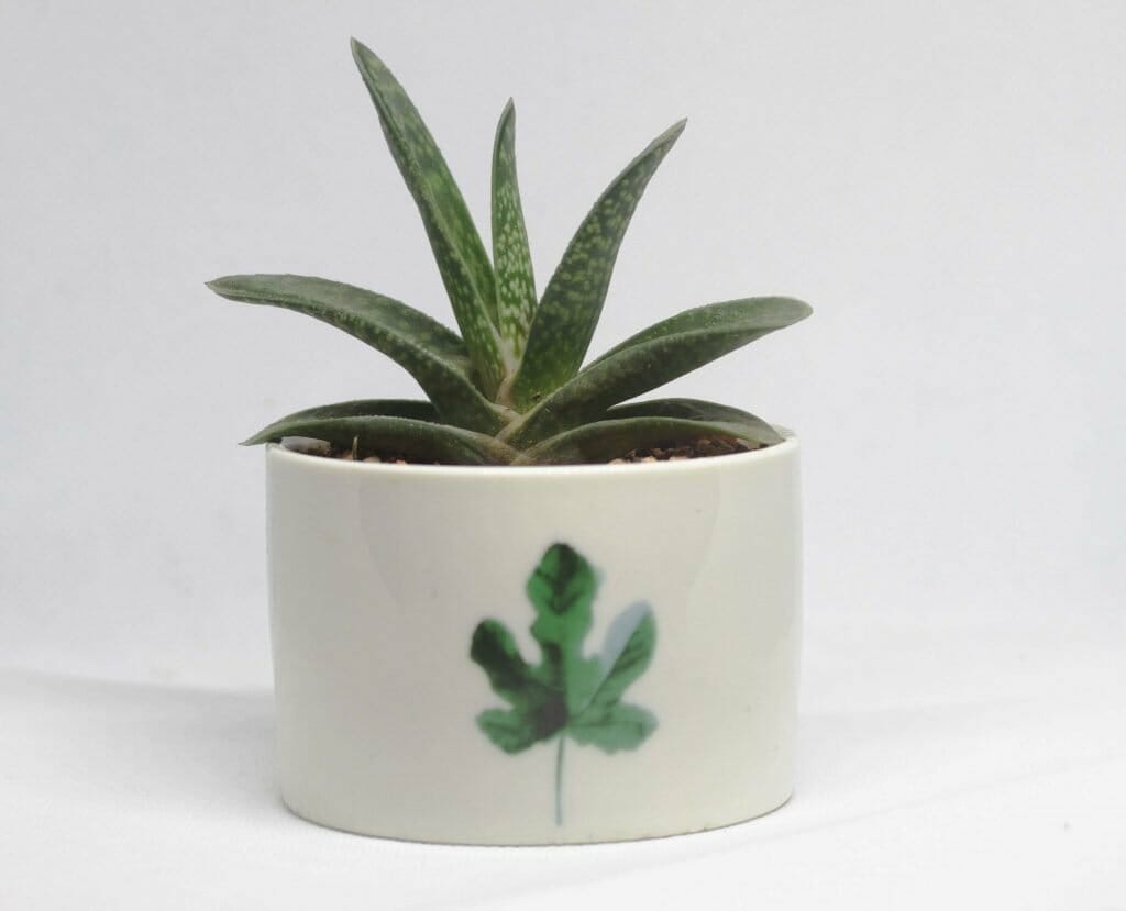 Les plantes d'aloès les plus populaires à cultiver à la maison