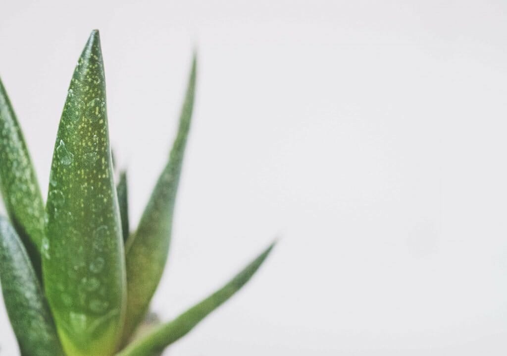 Outils essentiels pour l'aloe vera