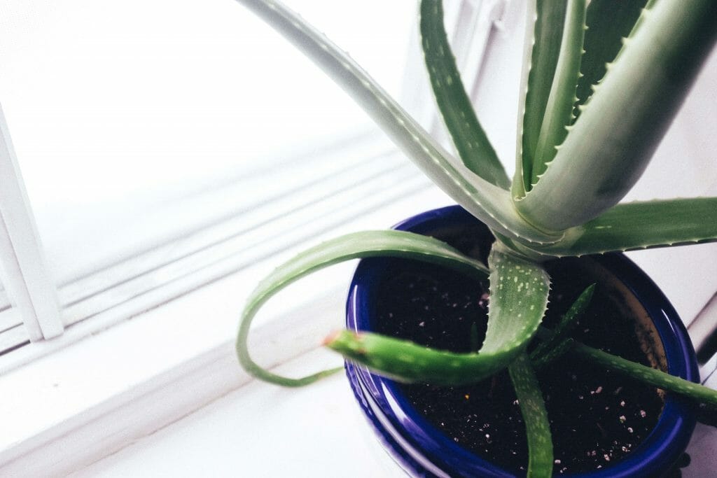Comment prendre soin des plantes d'aloe vera ?