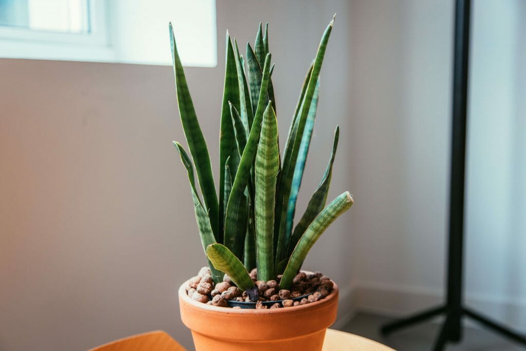 Comment propager les plantes d'Aloe Vera