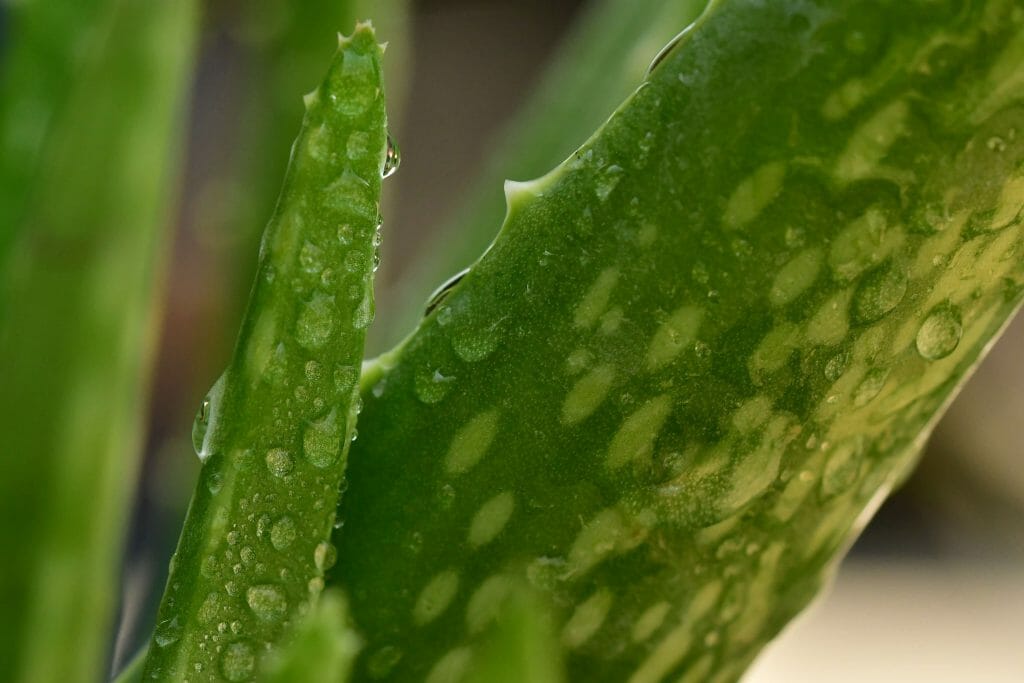 Ravageurs, maladies et problèmes courants des plantes d'aloe vera