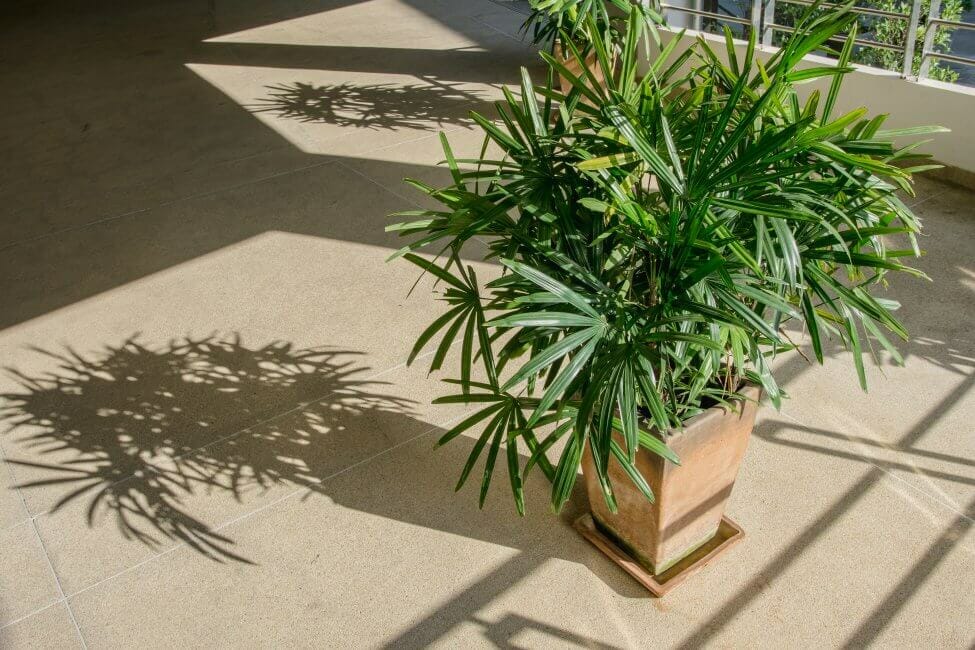 Préférences de lumière pour le palmier à feuilles larges