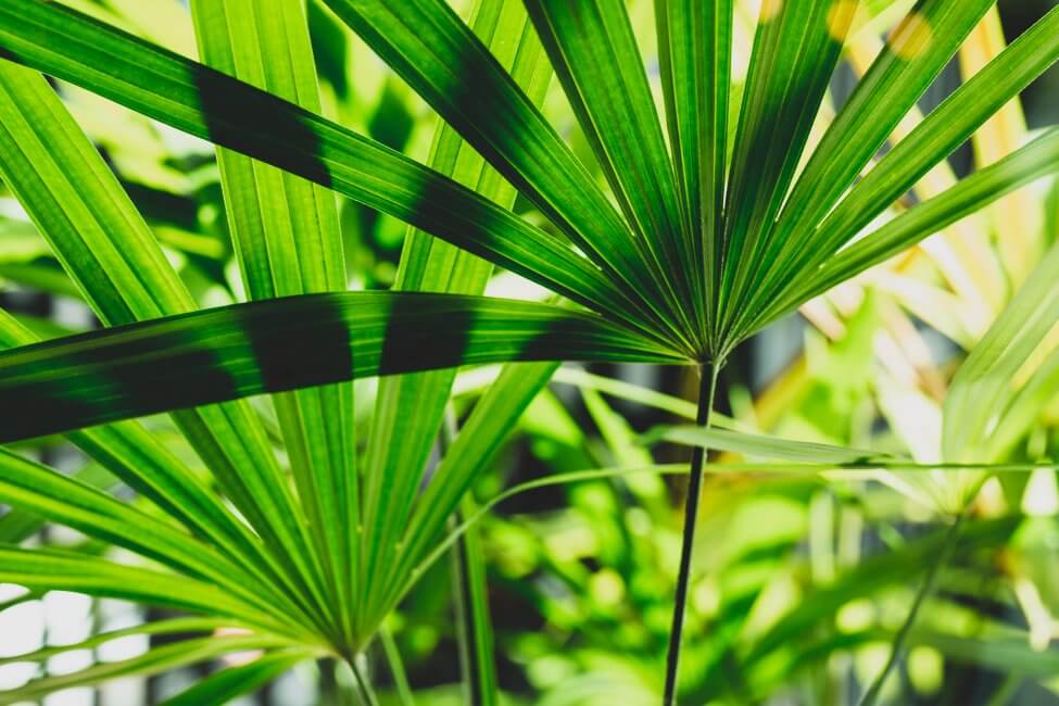 Comment cultiver des palmiers à feuilles larges (Rhapis excelsa) à l'intérieur à la maison