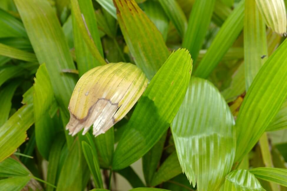 Problèmes communs au Rhapis excelsa & comment les traiter
