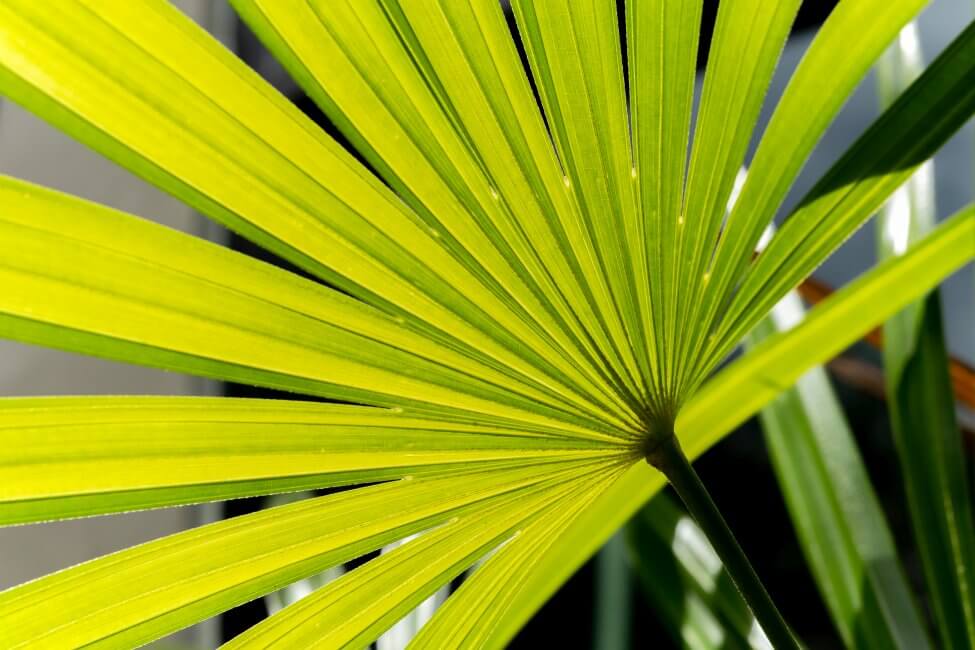 A propos de Rhapis excelsa (Rhapis excelsa)