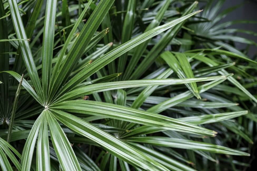 Rhapis à feuilles larges (Rhapis excelsa) Soins