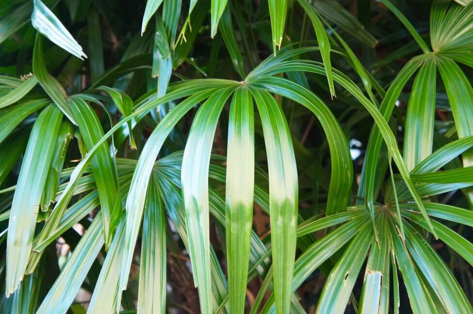 Variétés populaires de palmiers à feuilles larges