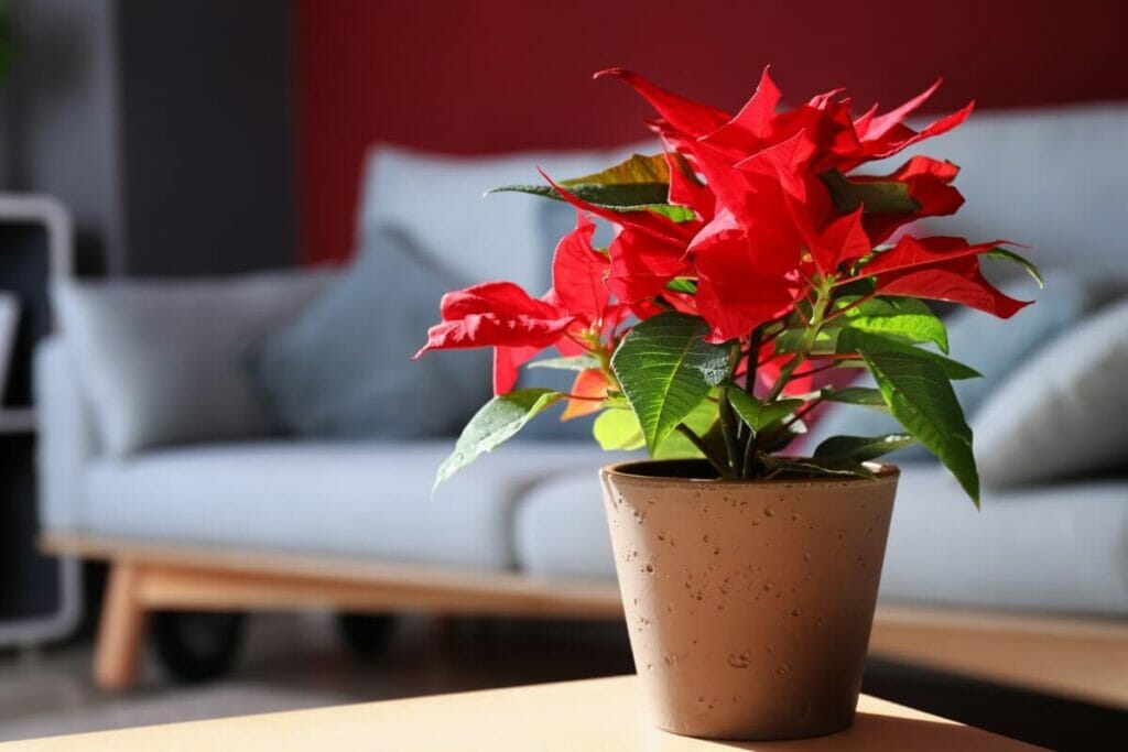 Variétés communes à cultiver comme plantes d'intérieur