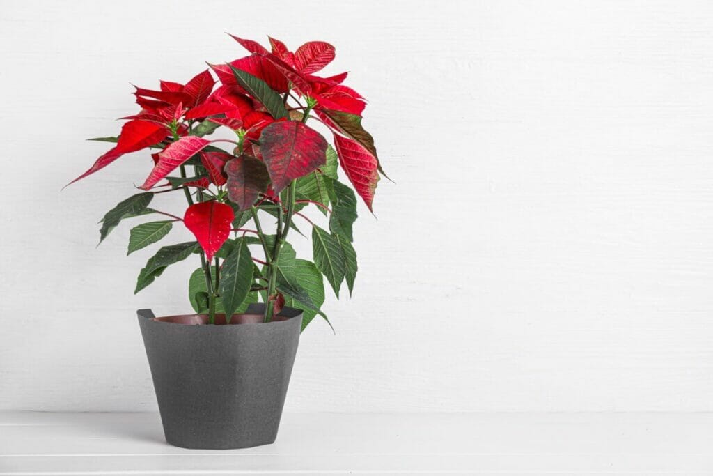 Comment cultiver les poinsettias