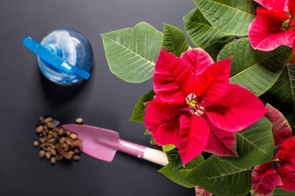 Comment prendre soin des poinsettias à la maison