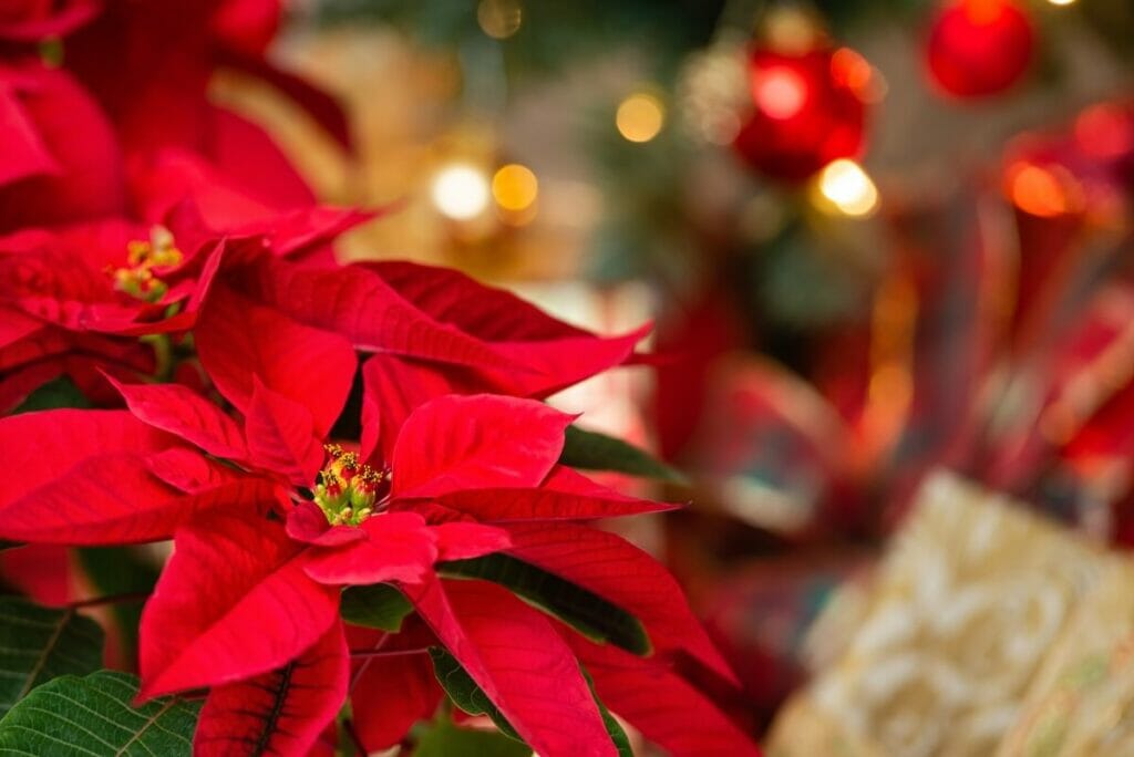 Problèmes courants des Poinsettias et comment les traiter
