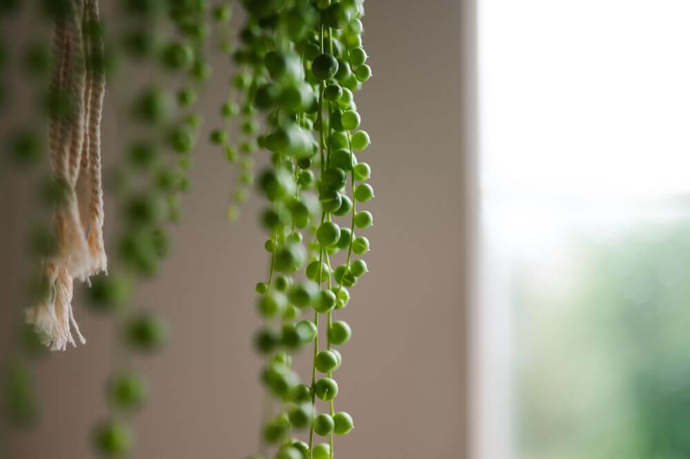 Collier de perles (Curio rowleyanus)