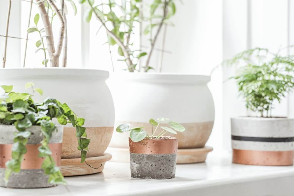 Le rôle de la lumière dans la santé et le développement des plantes