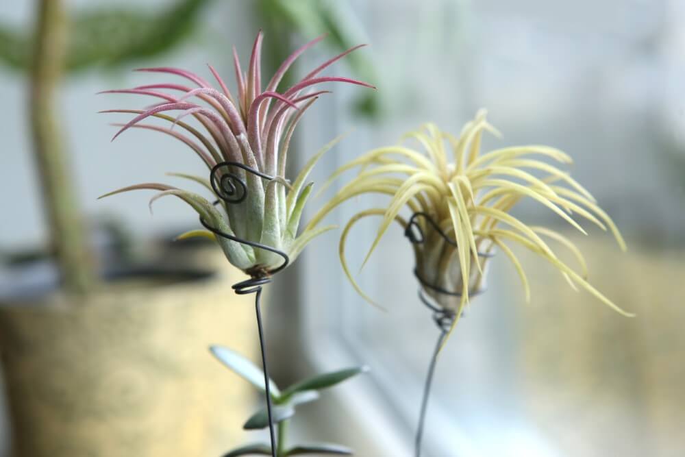Plantes aériennes (Tillandsia)