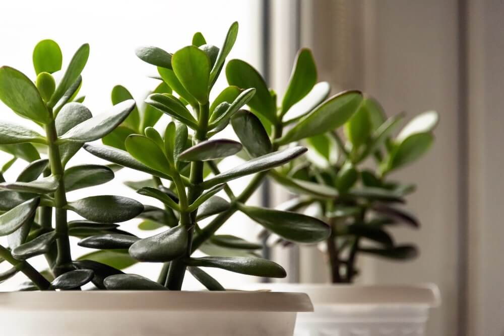 Plante de jade (Crassula ovata)