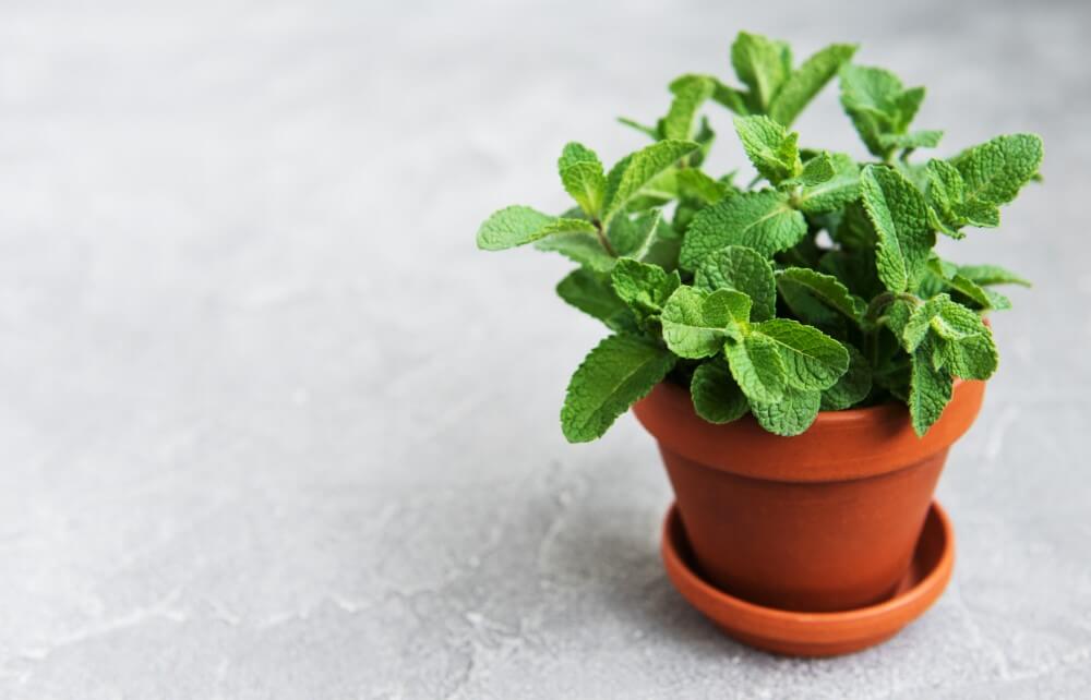 Plantes à menthe (Mentha)