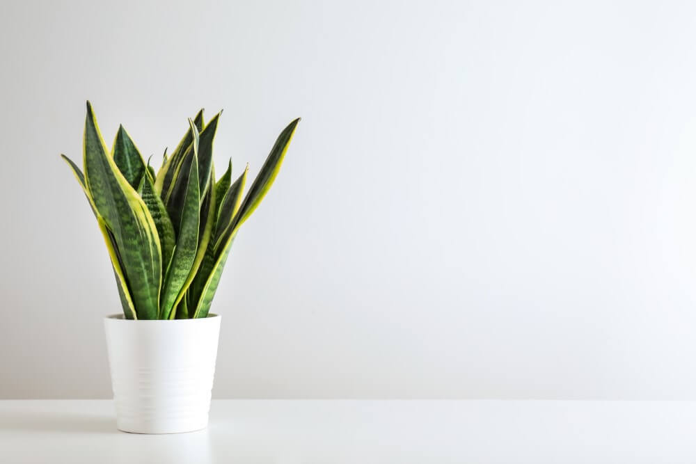 Plante serpent (Dracaena trifasciata)