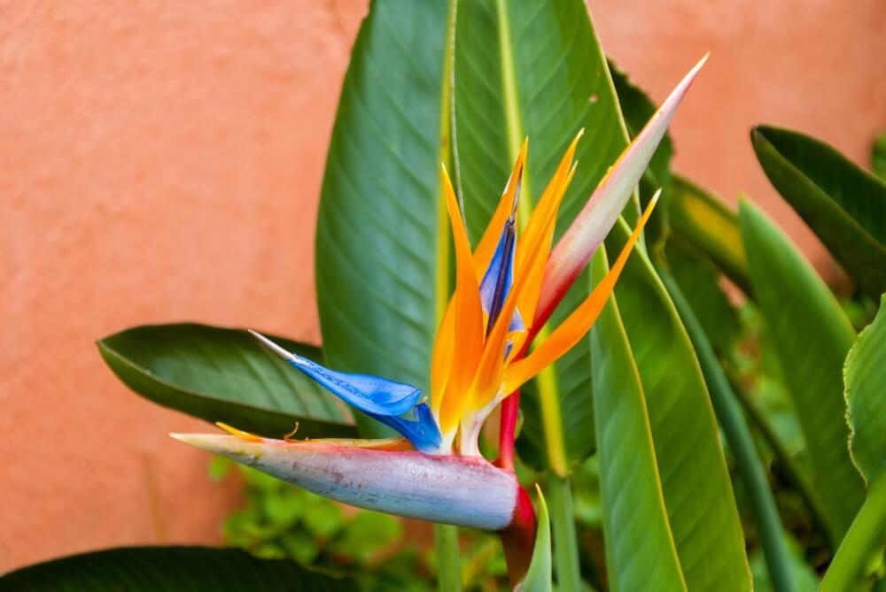 Oiseau de paradis (Strelitzia)