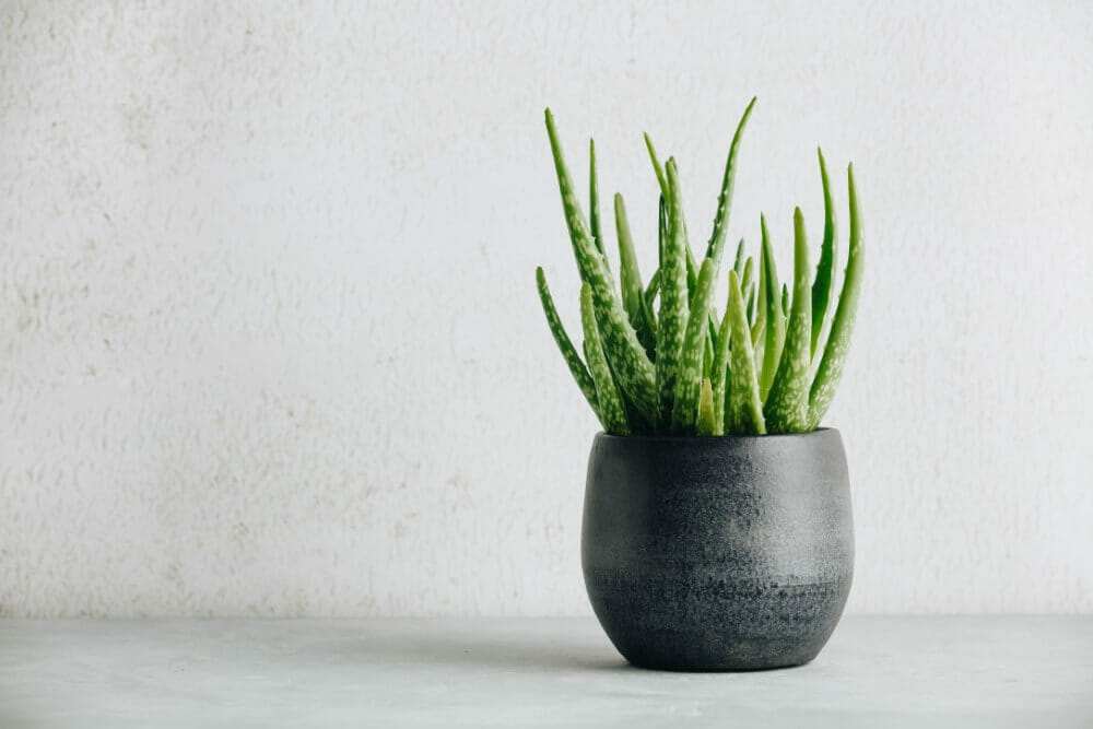 Plantes d'aloès (Aloe vera)
