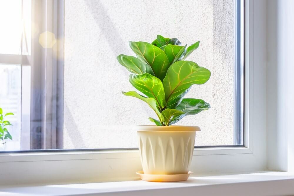 Figue à feuilles de violon (Ficus lyrata)