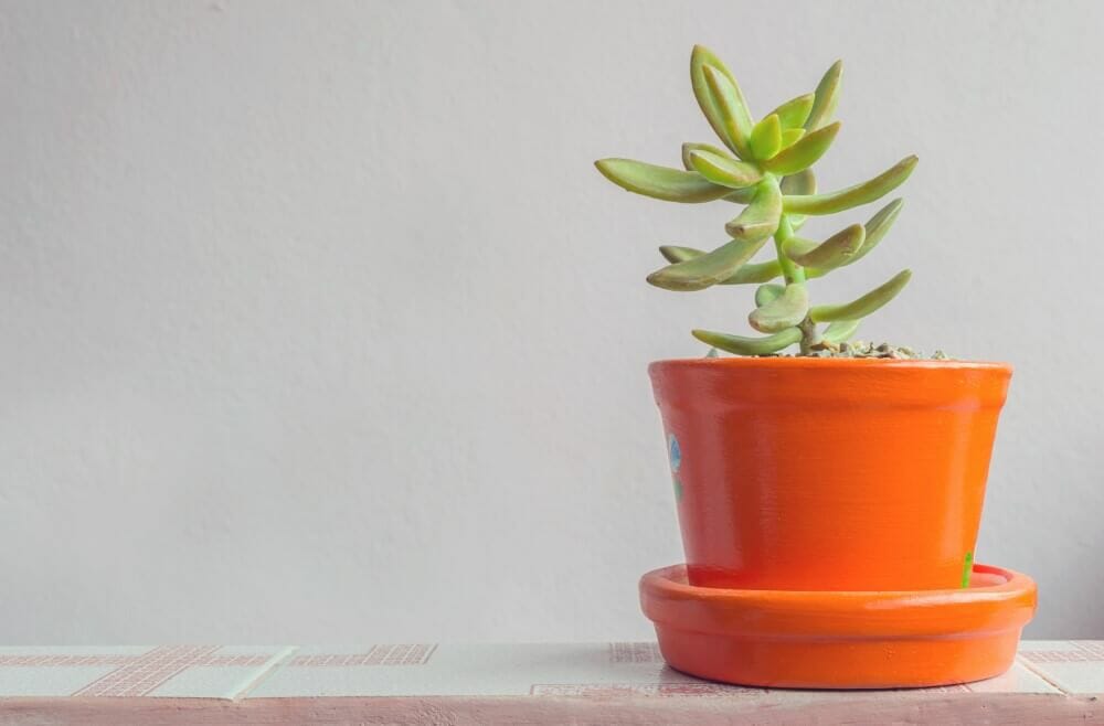 Queue de bure (Sedum morganianum)