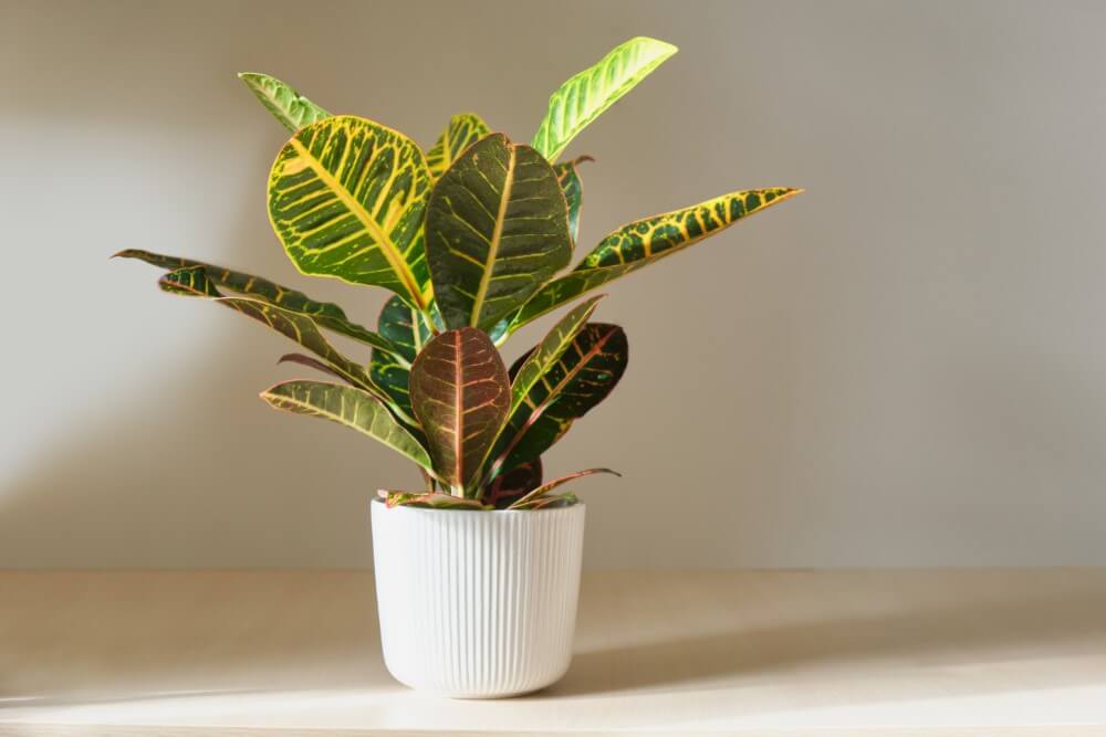 Plantes de Croton (Croton)