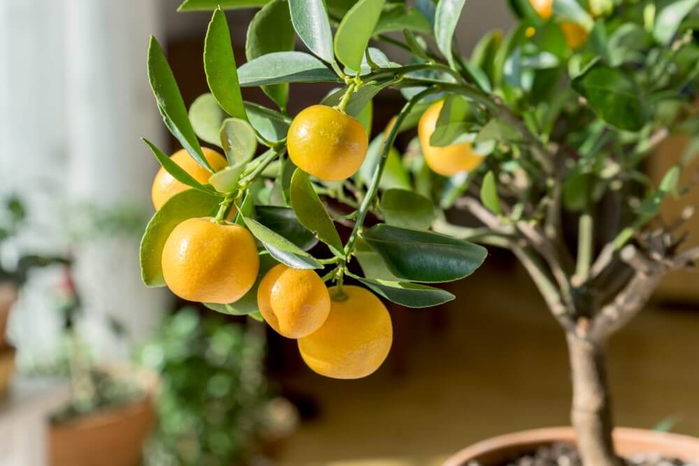 Agrumes (Citrus)