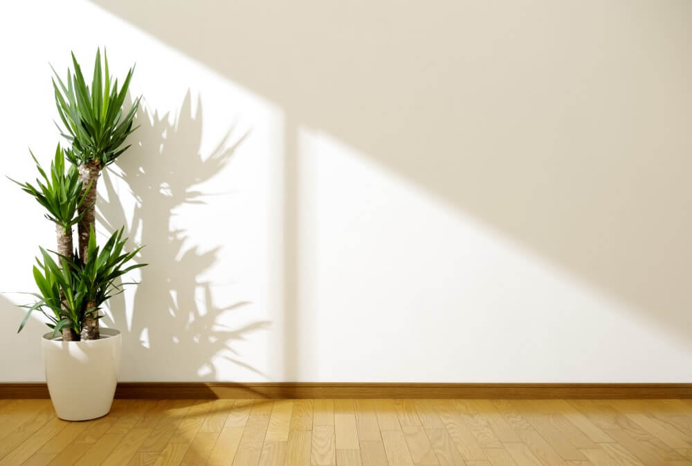 Yucca (Yucca)