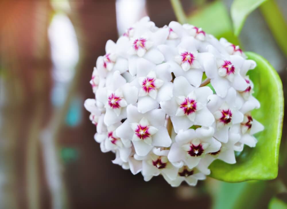 Hoya (Hoya)