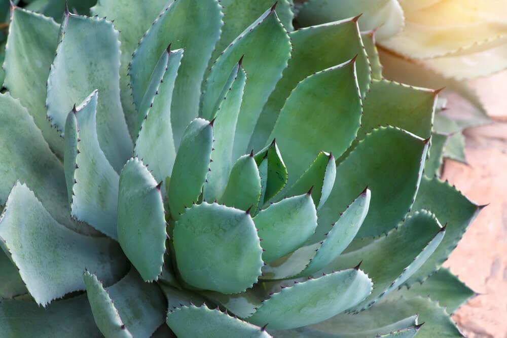 Agave (Agave)