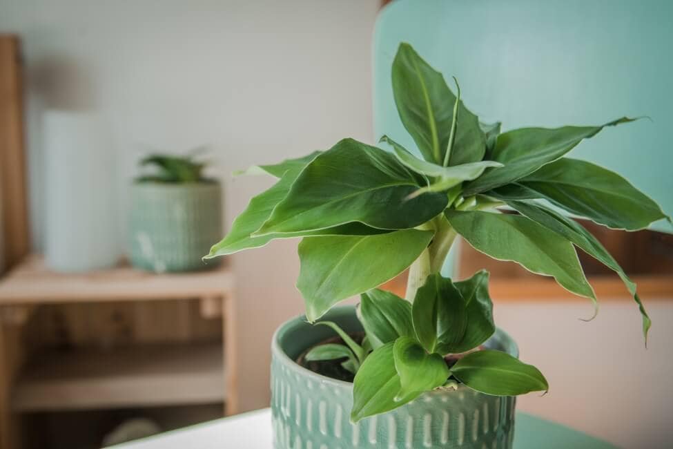 Comment cultiver des bananiers à l'intérieur à la maison
