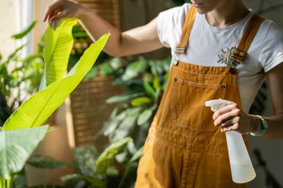 Comment prendre soin des bananiers à la maison